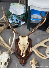 Antiquitäten: Taxidermia craneo de ciervo 6 puntas